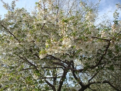 2011 Spring Scenery Walk - Riverside Park 13